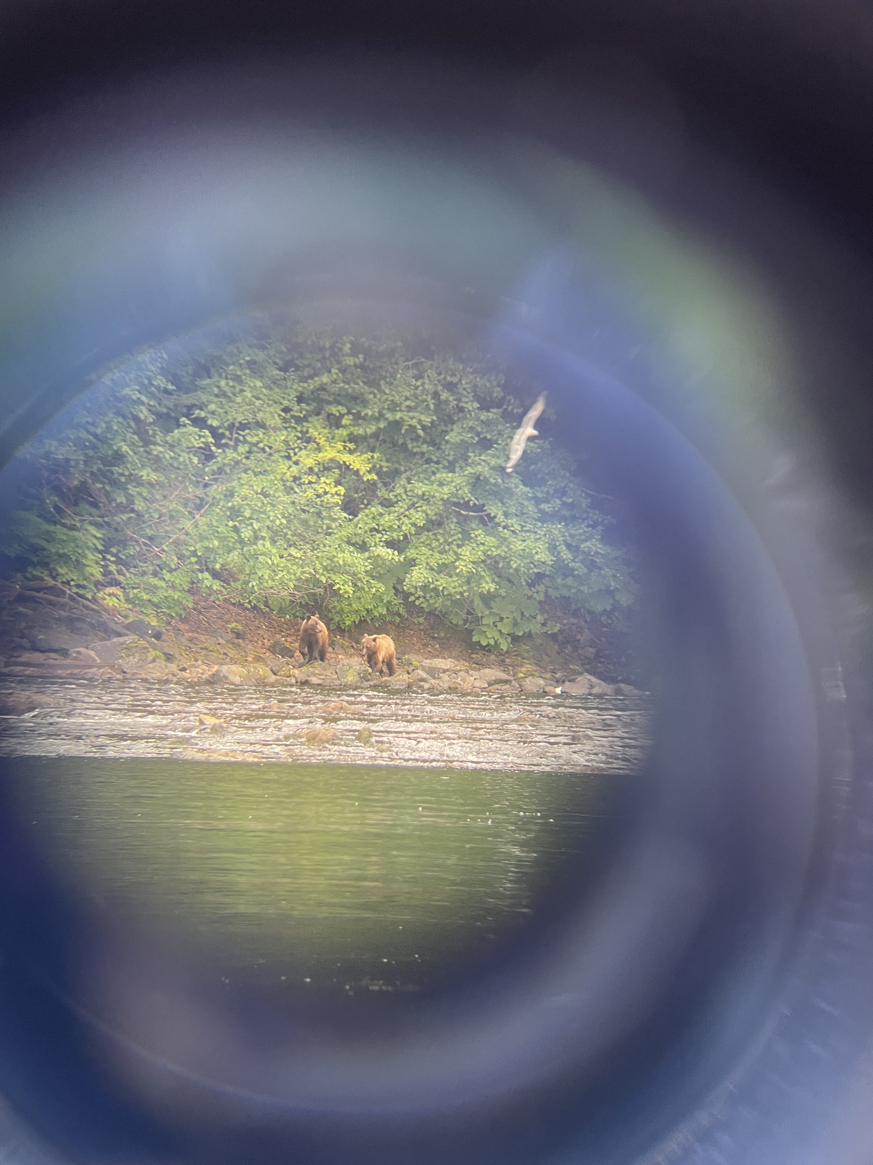 Two grizzly bears on a riverbank seen through a spotting scope